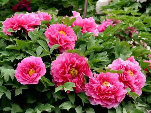 星旺房车15572204376